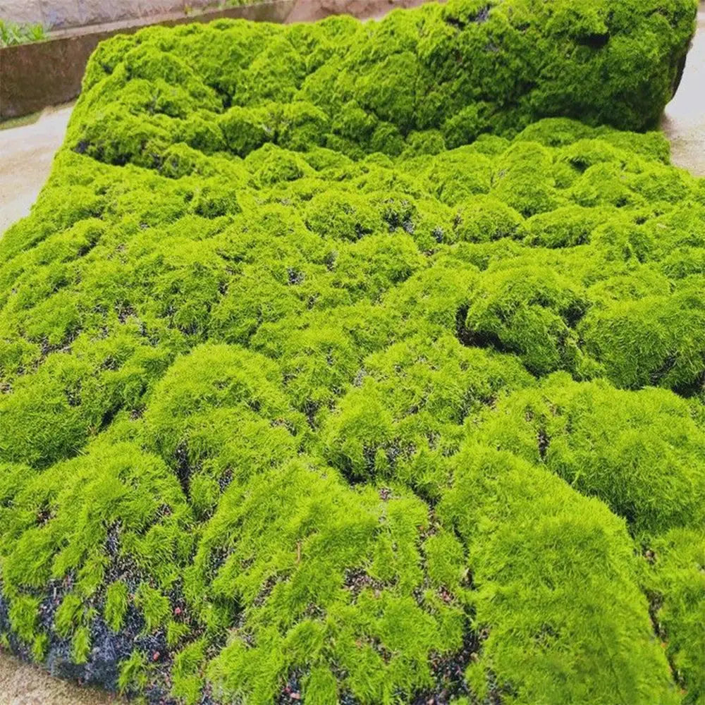 Artificial Fake Grass Moss - Eternal Life Mini Landscape for Garden, Hotel, Home Decor - Awesome Marketplace